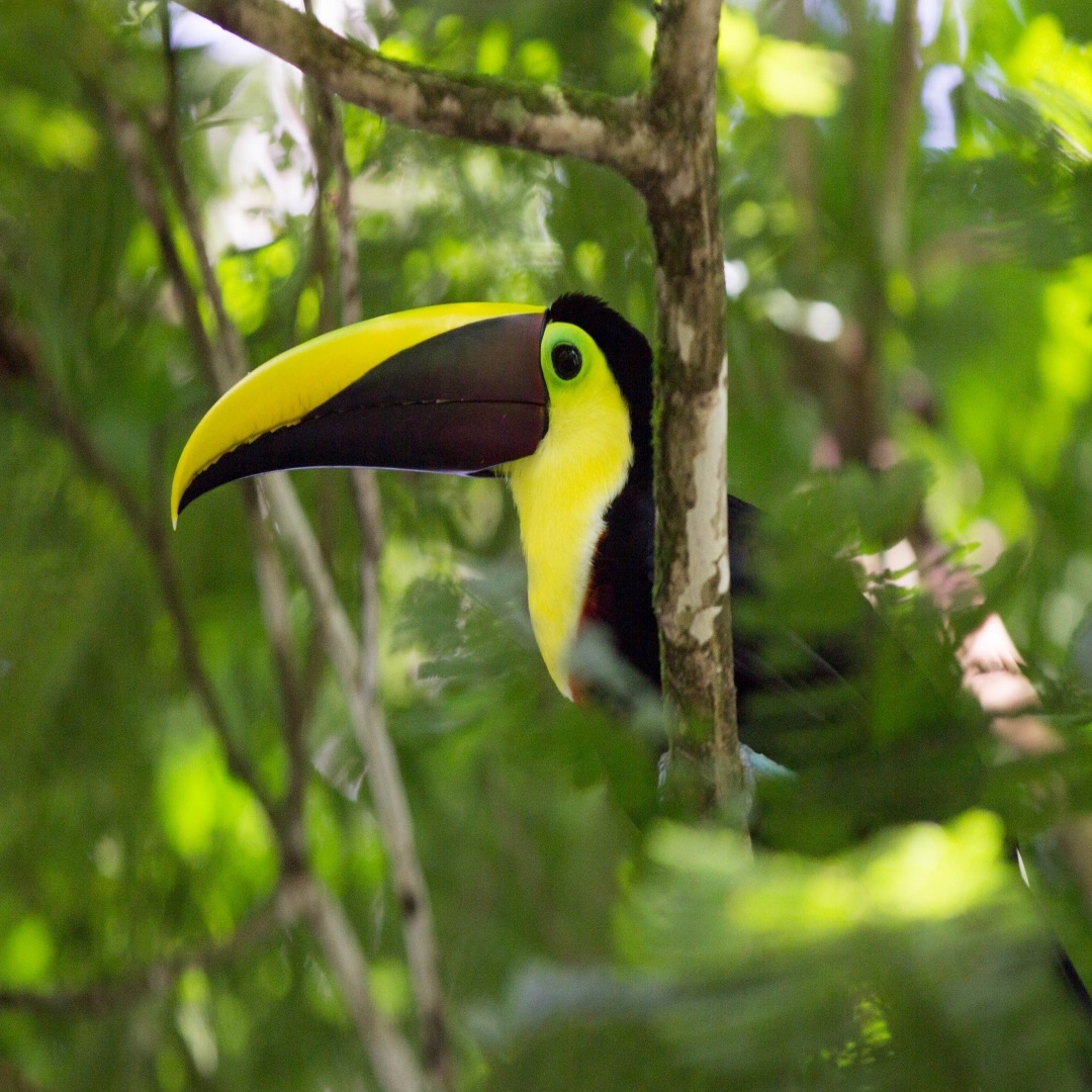 Toucan bird